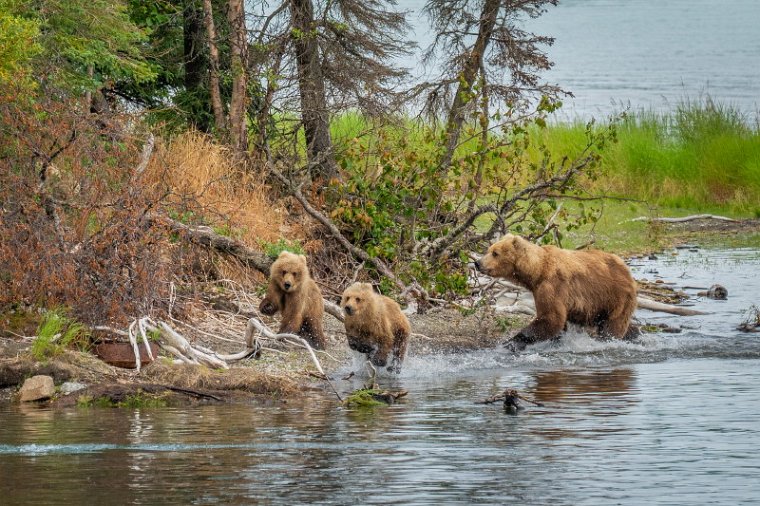158 Katmai NP, bruine beren.jpg